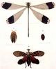 Animal Art : Insect