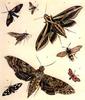 Animal Art : Moths