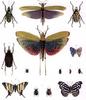 Animal Art : Insect