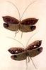 Animal Art : Insect