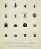 Animal Art : Insect