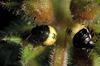 Shieldbug instars