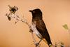 Bulbul