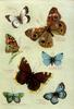 Animal Art : Butterflies