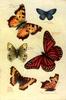 Animal Art : Butterflies