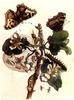 Animal Art : Butterflies