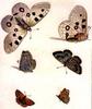 Animal Art : Butterflies