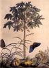 Animal Art : Butterflies