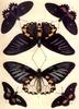 Animal Art : Butterflies