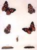 Animal Art : Butterflies
