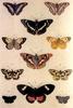 Animal Art : Butterflies
