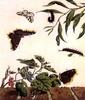 Animal Art : Butterflies