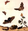 Animal Art : Butterflies