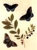 Animal Art : Butterflies