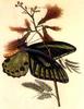 Animal Art : Butterfly