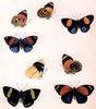 Animal Art : Butterflies