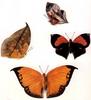 Animal Art : Butterflies