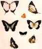 Animal Art : Butterflies