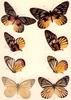 Animal Art : Butterflies