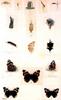 Animal Art : Butterflies