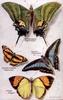 Animal Art : Butterflies