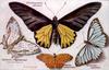 Animal Art : Butterflies