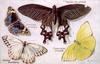 Animal Art : Butterflies
