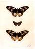 Animal Art : Butterflies