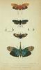 Animal Art : Butterflies