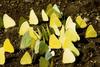 Common cabbage white butterflies?