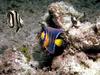 Banded Butterflyfish (Chaetodon striatus)