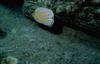 Ornate Butterflyfish (Chaetodon ornatissimus)