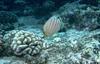 Ornate Butterflyfish (Chaetodon ornatissimus)