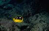 Butterflyfish