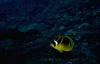 Raccoon Butterflyfish (Chaetodon lunula)