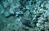 Butterflyfish