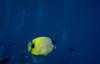 Millet Butterflyfish (Chaetodon miliaris)