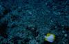 Butterflyfish