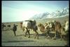 Bactrian Camels