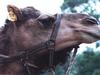 Dromedary Camel