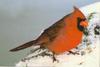 Northern Cardinal on snow