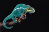 Chameleon