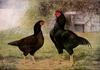 Domestic Chicken - Black chickens