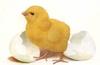 Domestic Chicken - chick