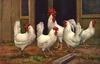 Domestic Chicken - white chickens