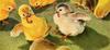 Domestic Chicken - chicks