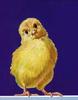 Domestic Chicken - chick