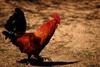 Domestic Chicken - Rooster