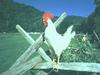Domestic Chicken - White Rooster