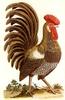 Domestic Chicken - Rooster
